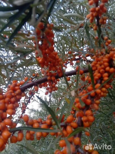 Свежая лесная облепиха