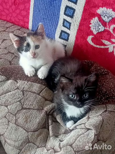 Кошки бесплатно