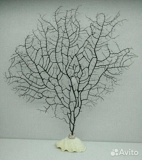 Ветка черного коралла 41,*40 морской сувенир