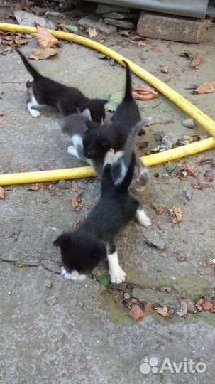 Отдам котят в добрые руки