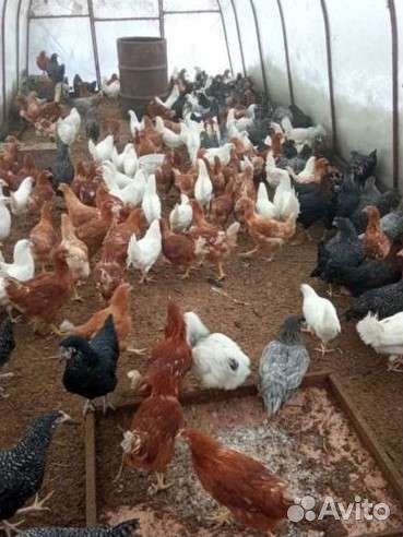 Куры и цыплята