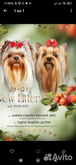 Йоркширский терьер щенки