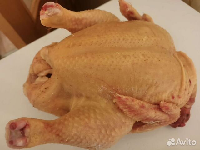 Домашняя кура купить в Санкт-Петербурге | Товары для дома и дачи | Авито