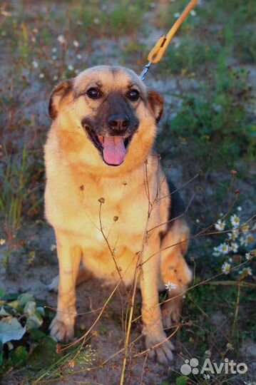 Собаки в дар