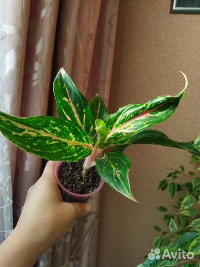 Аглаонема Баттерфляй