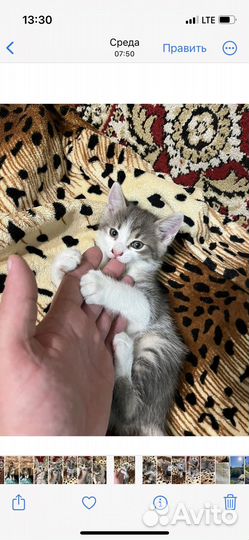 Кошки бесплатно