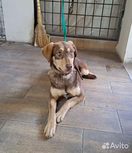 Собака в добрые руки