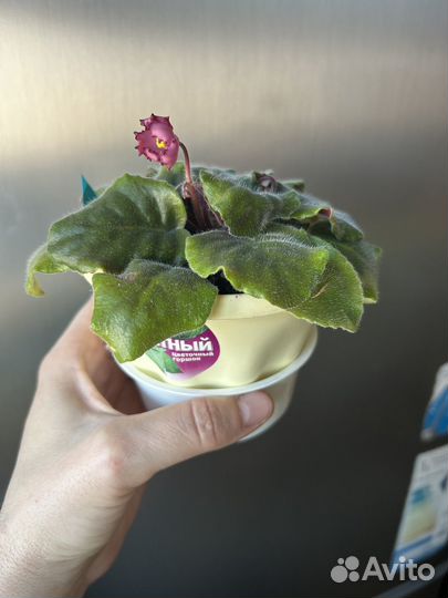 Фиалка стартер