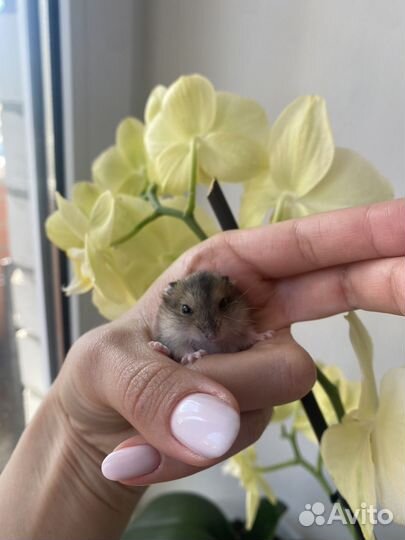 Хомяки джунгарики