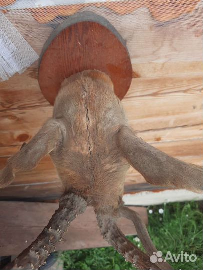 Чучело косули