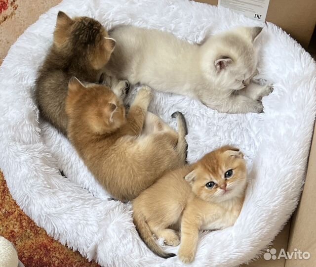 Шотландские котята плюшечки