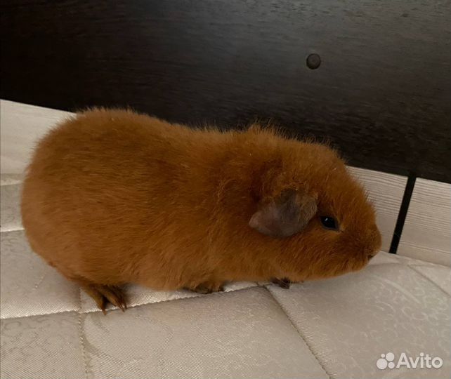 Морская свинка американский тедди