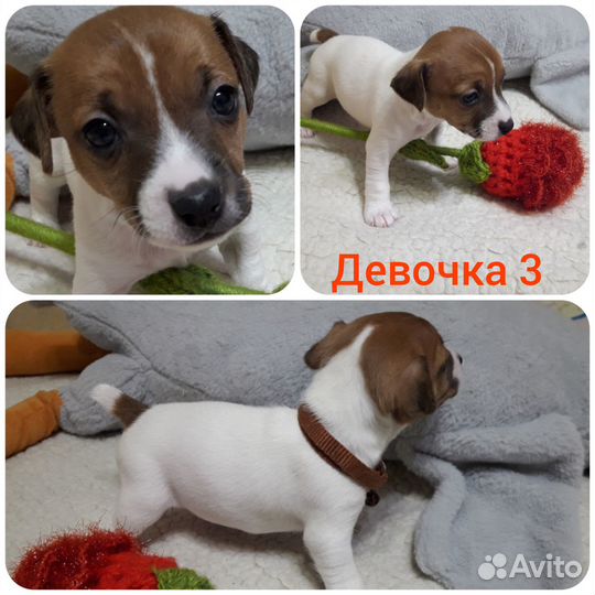 Щенки Джек Рассел терьер гладкошерстный