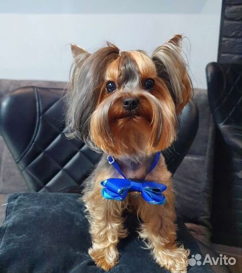 Вязка Йоркширский терьер мини беби фейс РКФ