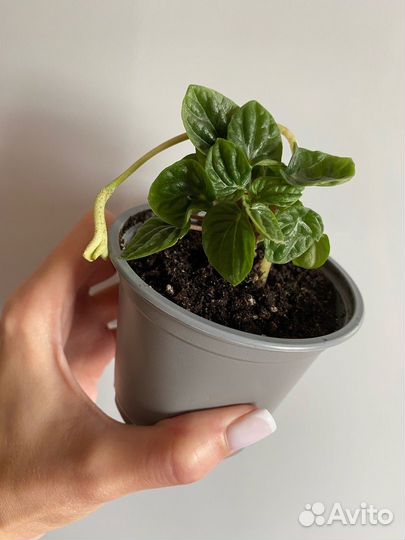 Комнатные растения цветы Пеперомия Лилиан