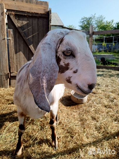 Козы англонубийские