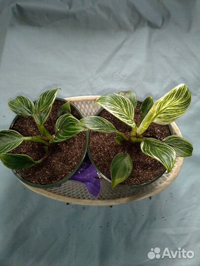 Филодендрон Биркин