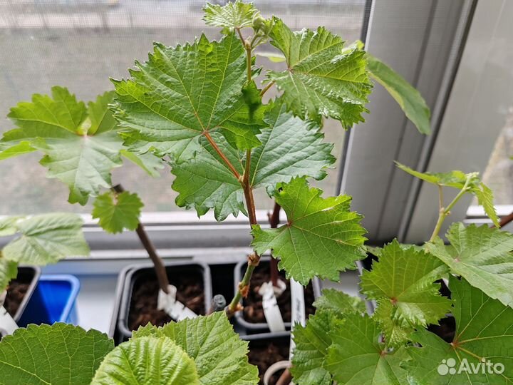 Саженцы винограда