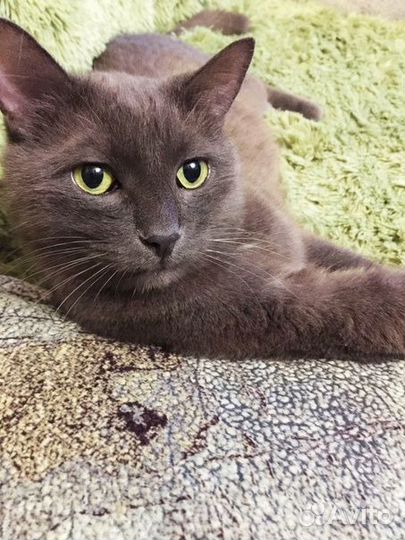 Ищем добрые руки