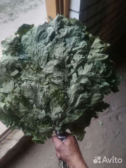 Банные веники