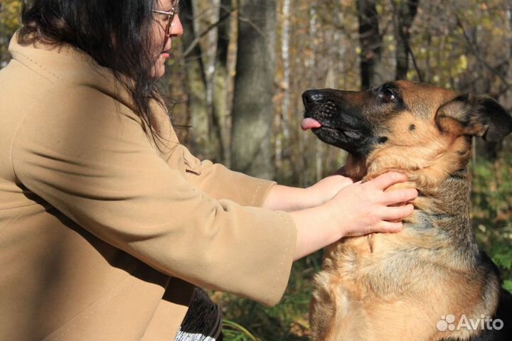 Зоопсихолог.Коррекция поведения собак и кошек