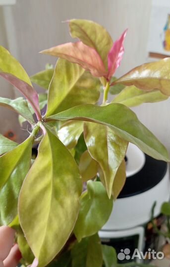 Комнатные цветы отростки