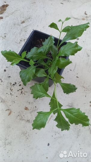 Дуранта,свинчатка