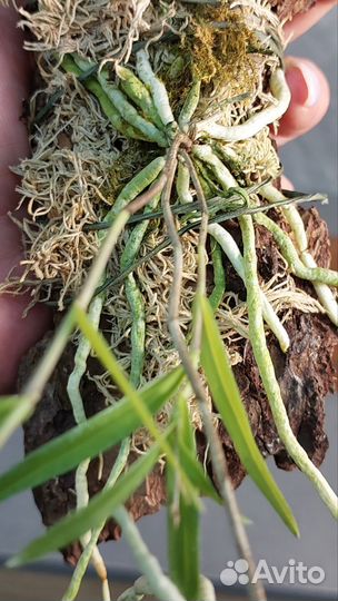 Миниорхидея Орстеделла