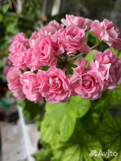 Пеларгония розебудная Австралийская Пинк Розебуд