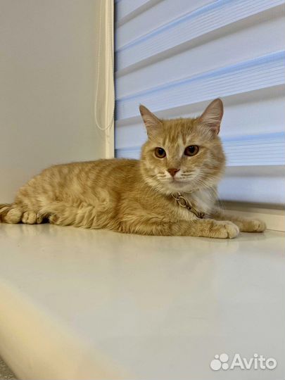 Кошки в добрые руки