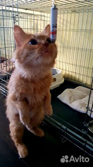 Кот Гарфилд в добрые руки