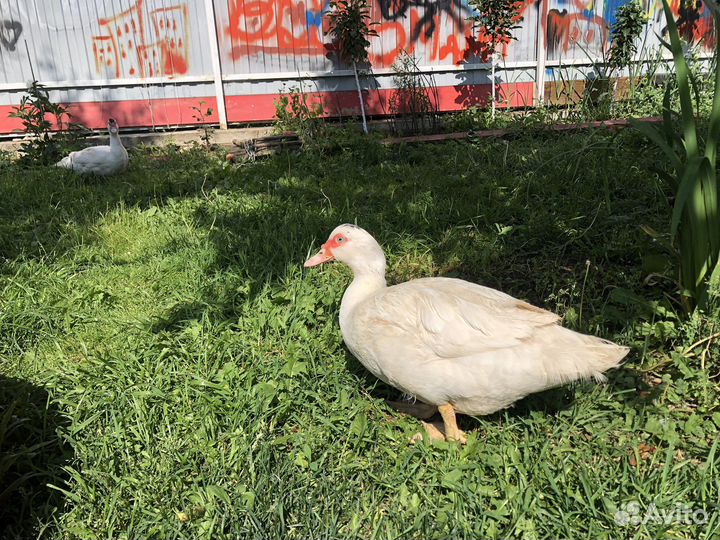Белая мускусная утка