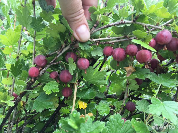 Саженцы. Черная смородина, крыжовник, малина