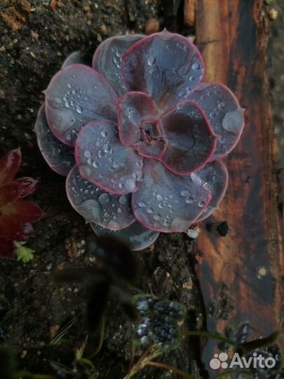 Каменные розы