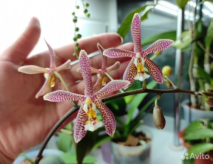 Орхидея spaider мультифлора