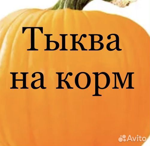 Тыква на корм