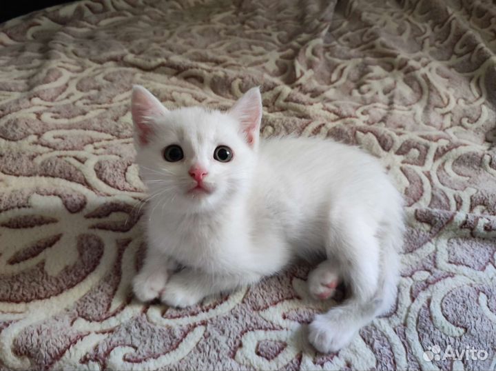 Отдам котенка