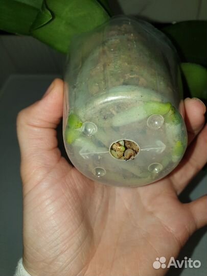 Орхидея фаленопсис бабочка