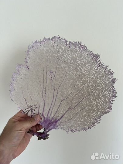 Коралл с Атлантического океана