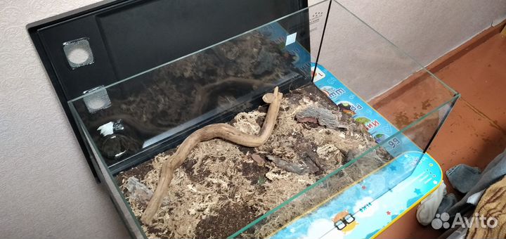 Стеклянный террариум для рептилий или насекомых