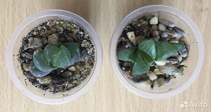 Детки суккулентов