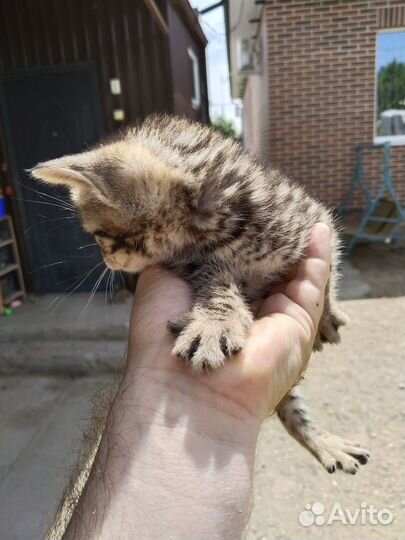 Бенгальские котята