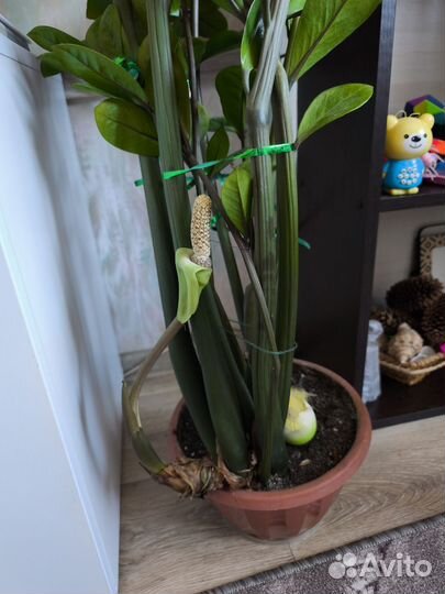 Замиокулькас высокий