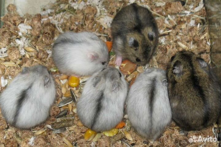 Сирийские,джунгарские малыши