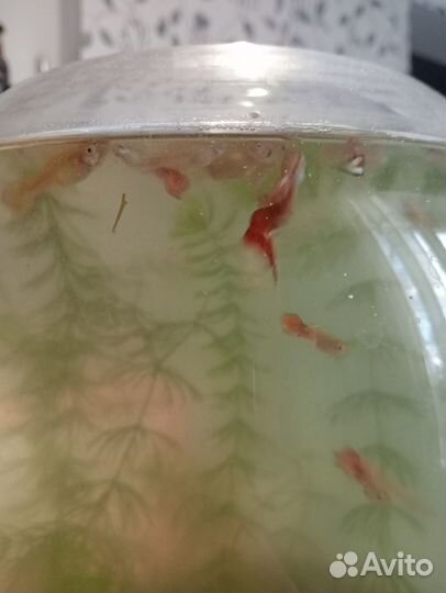 Рыбки гуппи