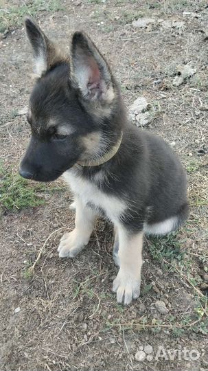 Восточноевропейская овчарка