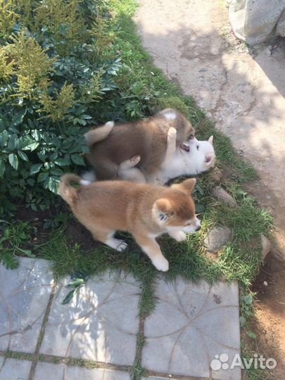 Предлагается кобель для вязки