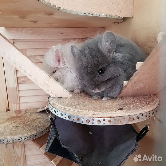 Ангорская шиншилла
