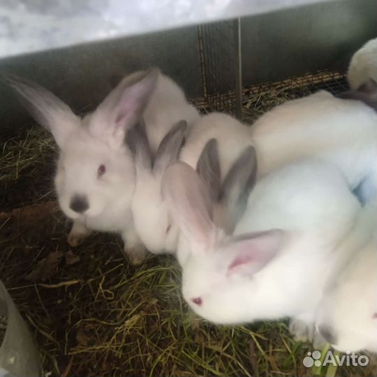 Супер калифорнийцы