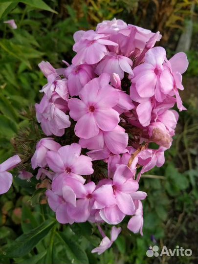 Флоксы/молодило